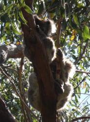 Pair of koalas, Cape Otway